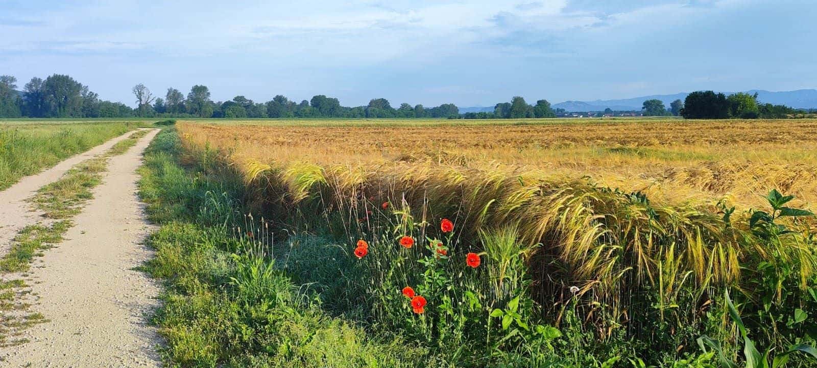 Zlata pšenična polja in makovi ob poti